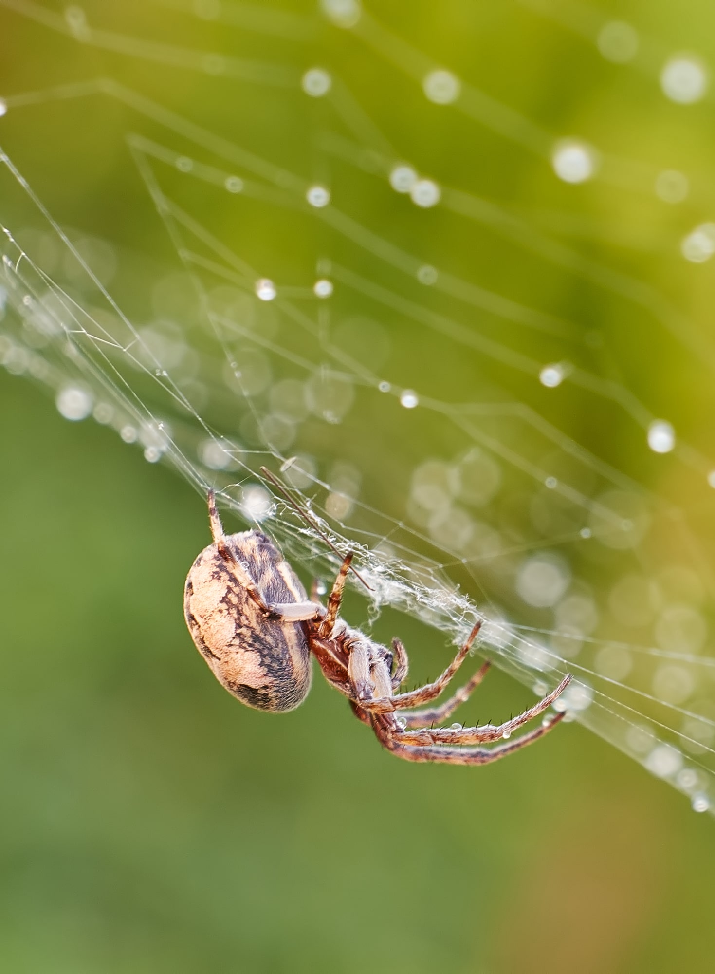 Exploring the Benefits of Having Spiders Around in your Denton, Texas Home​